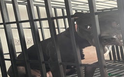 Mixed Breed dogs for sale: Dior  - Image 4