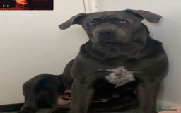Cane Corso dogs for sale: FREE female cane corso - Image 1