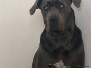 Cane Corso dogs for sale - Advert 1