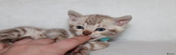 Bengal cats for sale: Pedigree TICA Bengal Kittens - Ready 07/01/26 - Advert 29