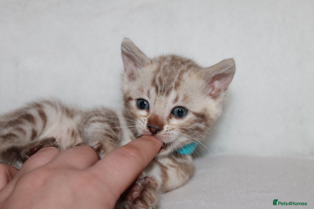 Bengal cats for sale: Pedigree TICA Bengal Kittens - Ready 07/01/26 - Advert 29