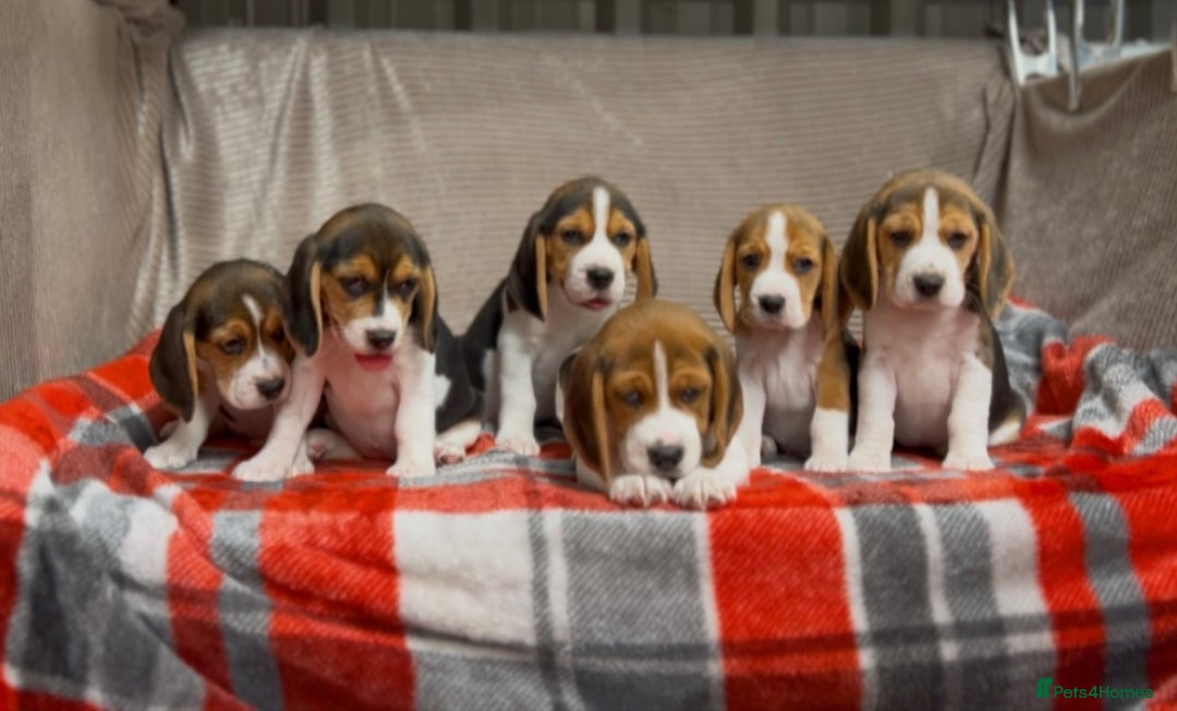 Beagle dogs for sale: SUPER CHUNKY KC SHOW BEAGLE PUPPIES - Image 13