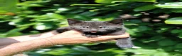 Domestic Shorthair cats for sale: Domestic shorthair ready now - Advert 6