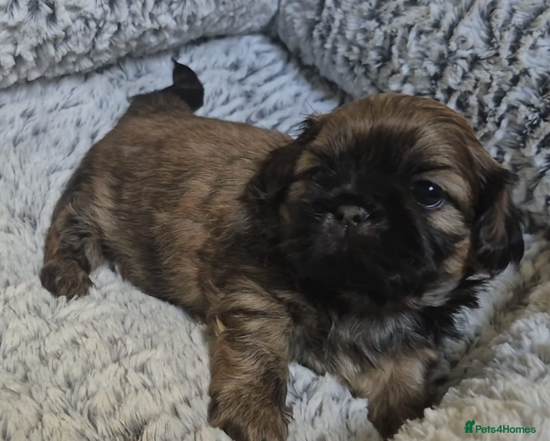 Shih Tzu dogs for sale: Imperial Shih Tzu- 1 beautiful girl❤️  - Advert 26