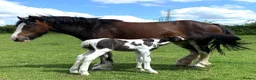 Irish Cob horses for sale: Companion pony looking for home in Caldicot - Advert 5