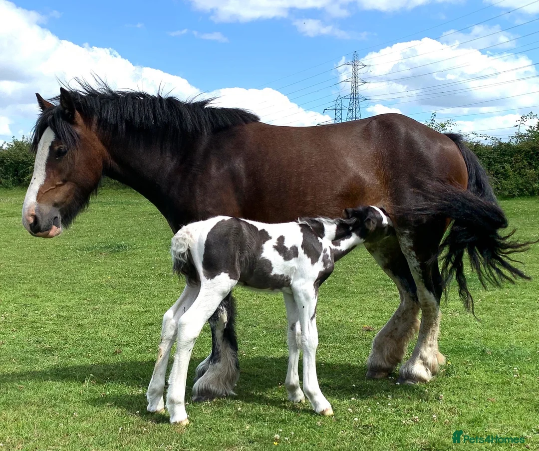 Irish Cob horses for sale: Companion pony looking for home in Caldicot - Advert 5
