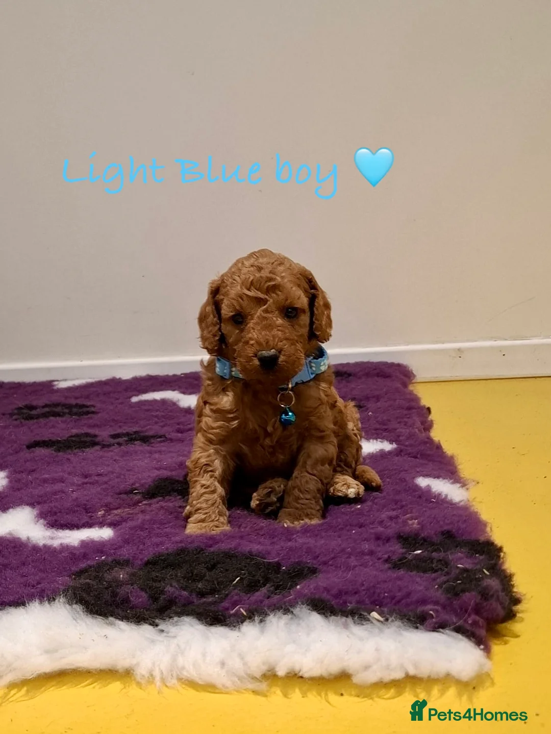 Cockapoo dogs for sale: Stunning F1B Cockapoos - Advert 7