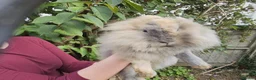 Mixed Breed rabbits for sale: Two lovely rabbits (mini lop / lionhead)  in Totnes - Advert 4