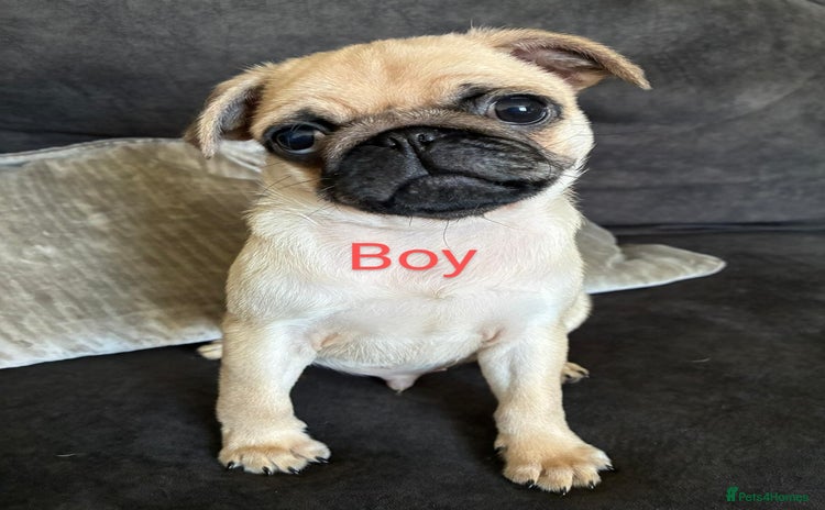 Pug dogs - Advert 2