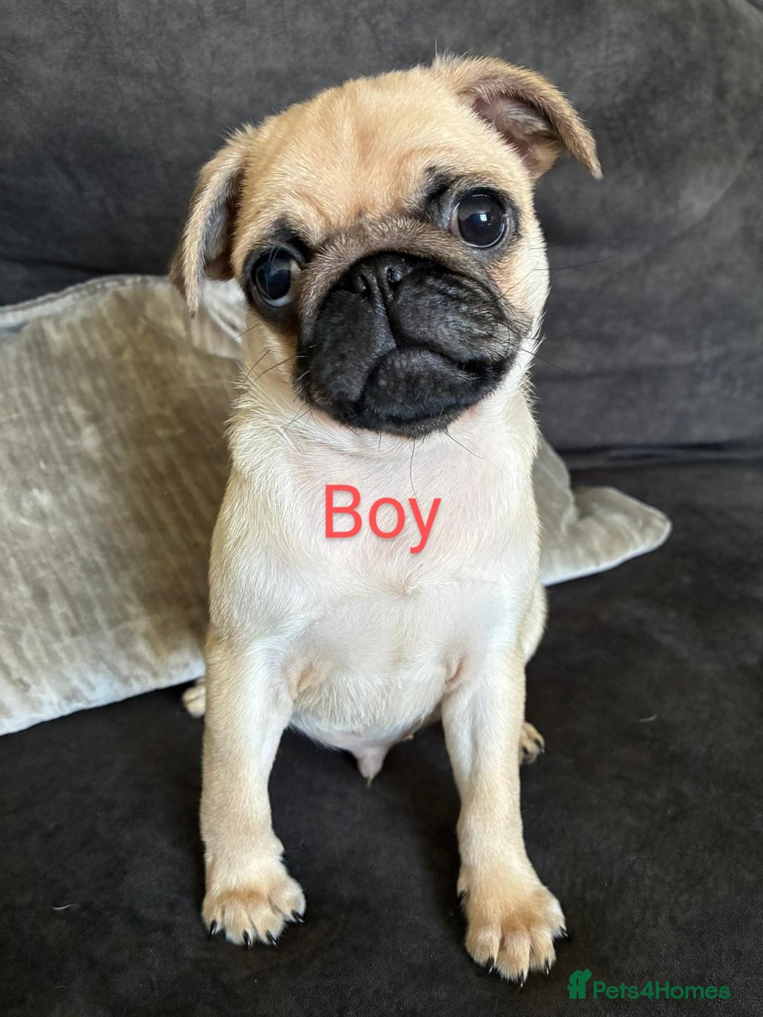 Pug dogs for sale: 🐾 Adorable Pug Puppies Ready for Forever Homes!  - Image 1