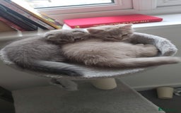 Scottish Fold cats for sale: 🐾 Adorable Scottish Kittens Seeking Loving Homes - Image 1
