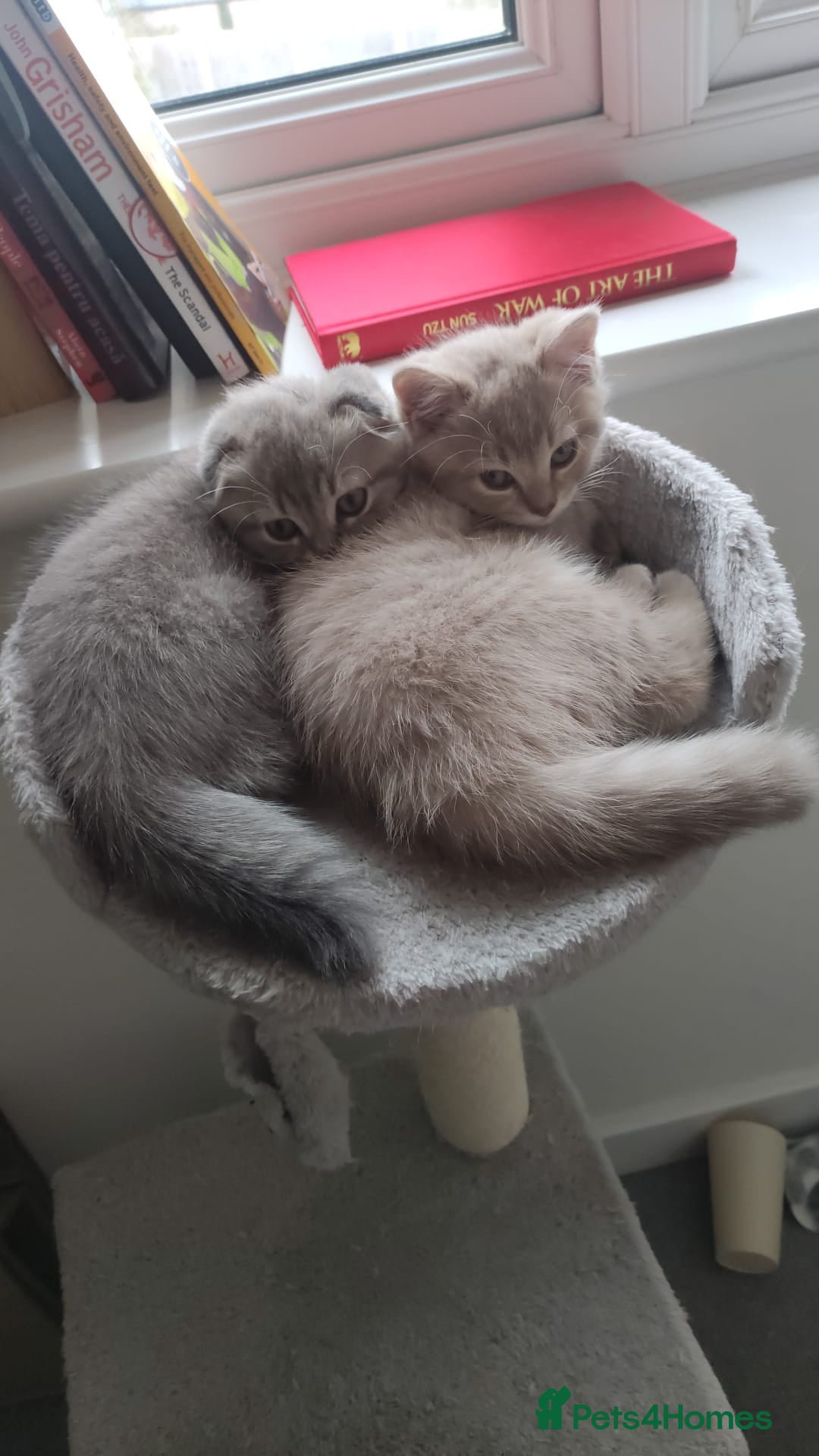 Scottish Fold cats for sale: 🐾 Adorable Scottish Kittens Seeking Loving Homes - Image 1