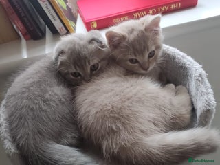Scottish Fold cats - Advert 2
