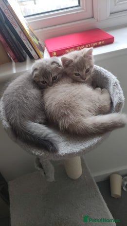 Scottish Fold cats - Advert 2