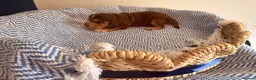 Cocker Spaniel dogs for sale: Outstanding KC registered Cocker Spaniel Puppies  - Advert 14