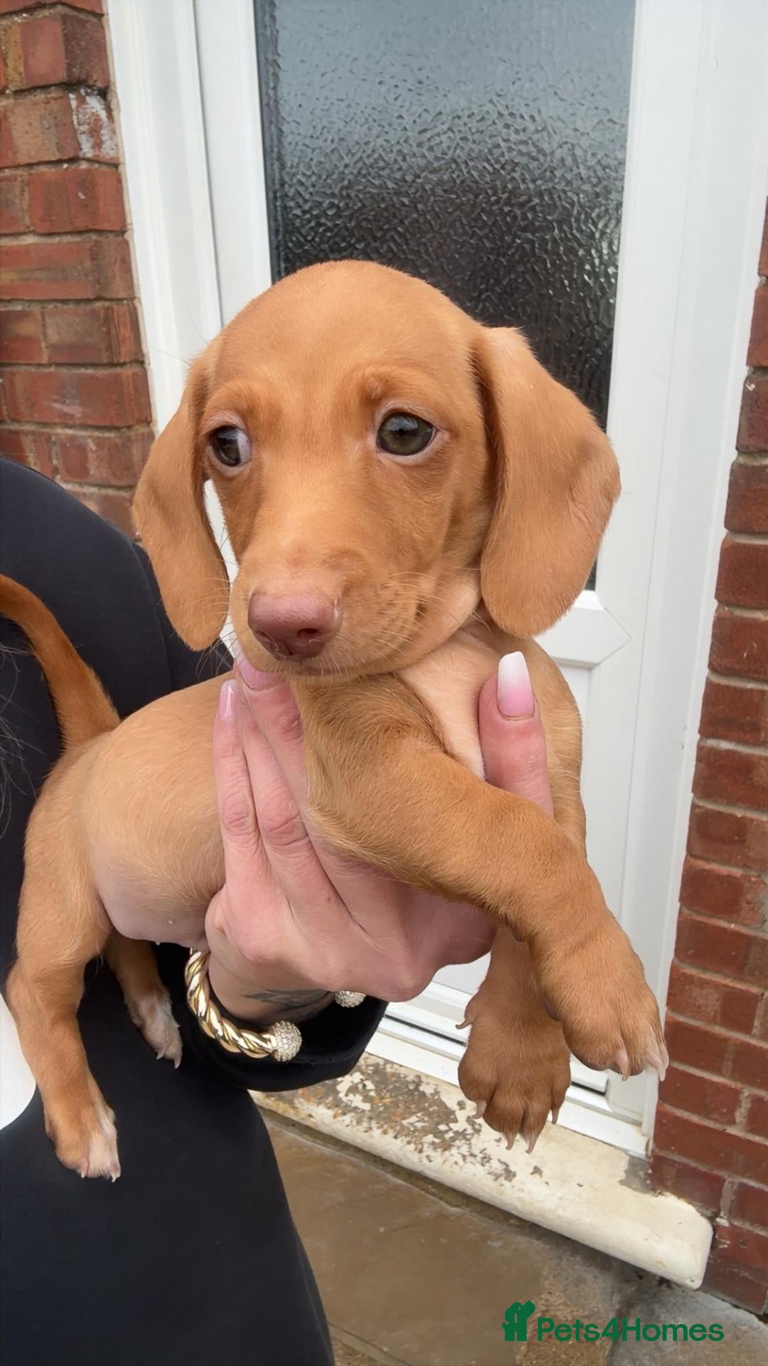Miniature Dachshund dogs Cream boy 8 weeks and long haired dapple  - Advert 2