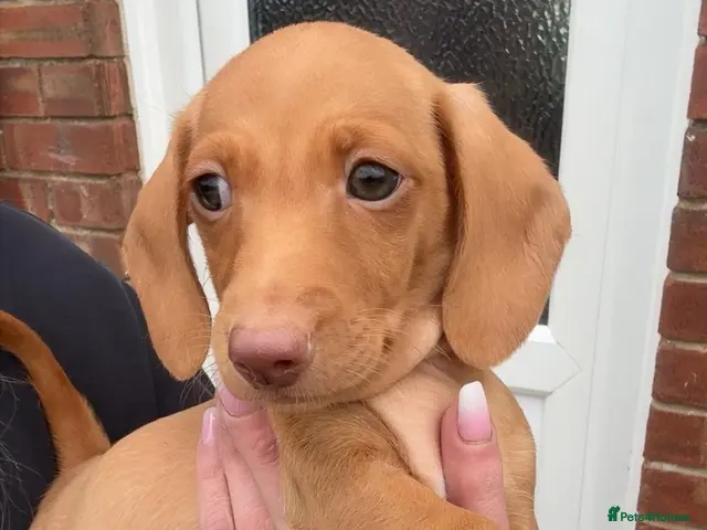 Miniature Dachshund dogs Cream boy 8 weeks and long haired dapple - Advert 2