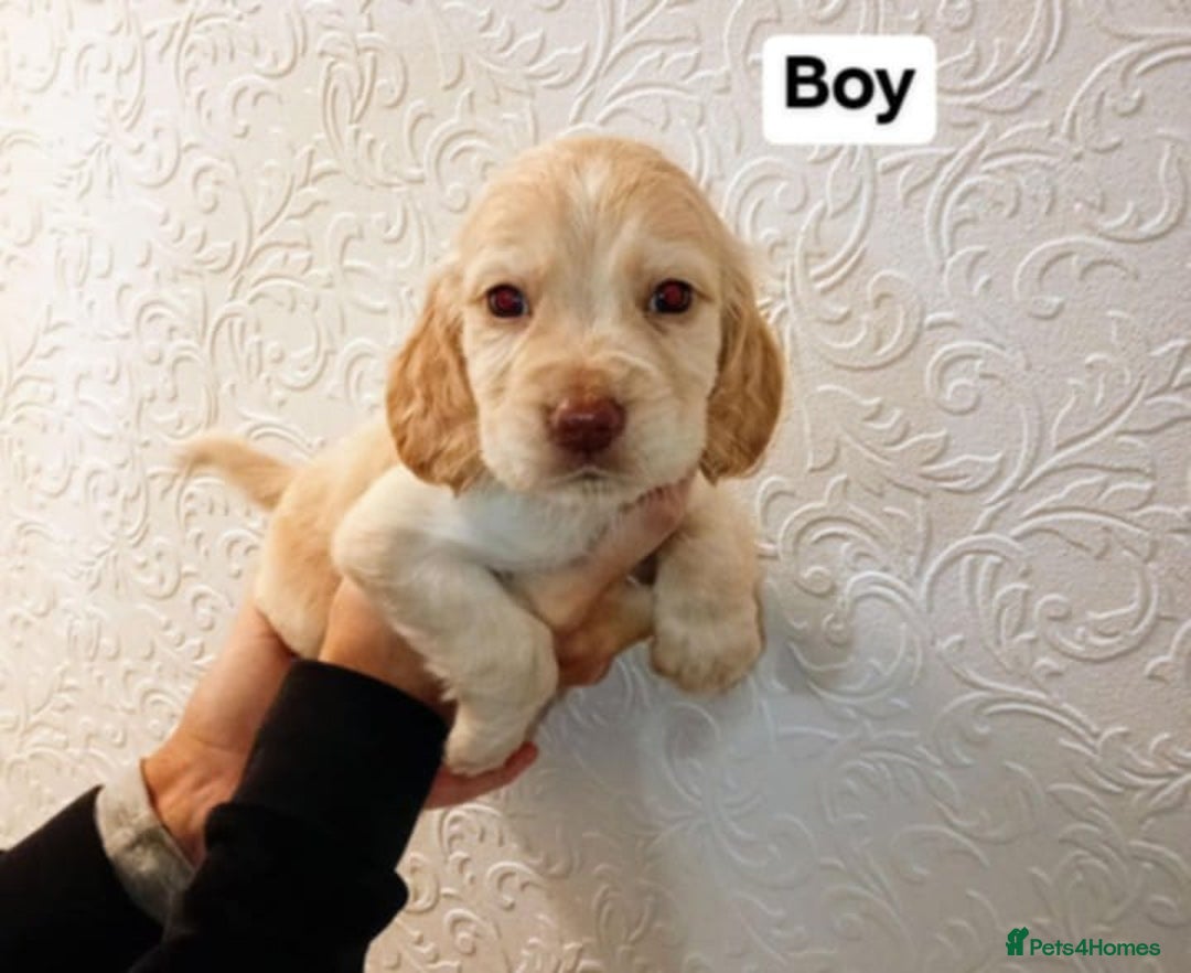 Cocker Spaniel dogs for sale: 7 cocker spaniel puppies - Advert 3