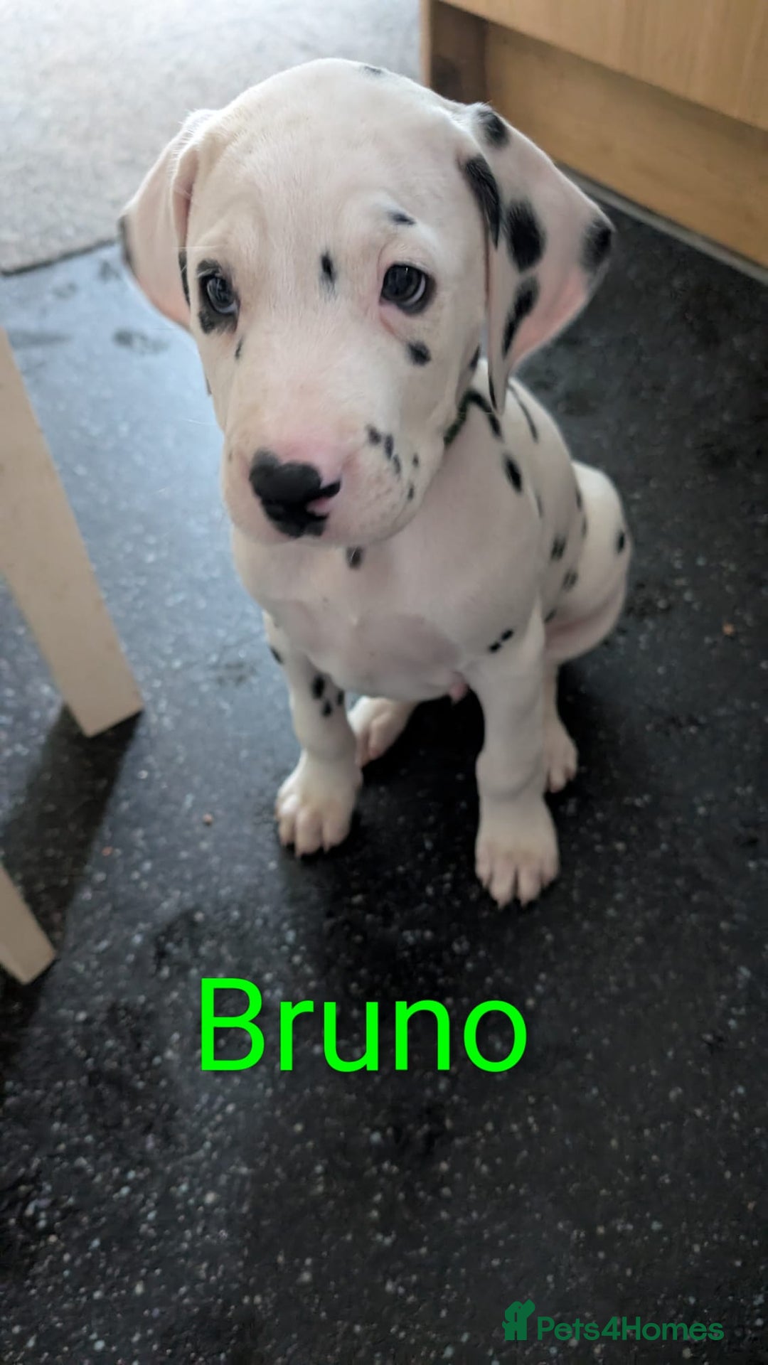 Dalmatian dogs for sale: Dalmatian puppies KC registered last 1 remaining - Advert 6