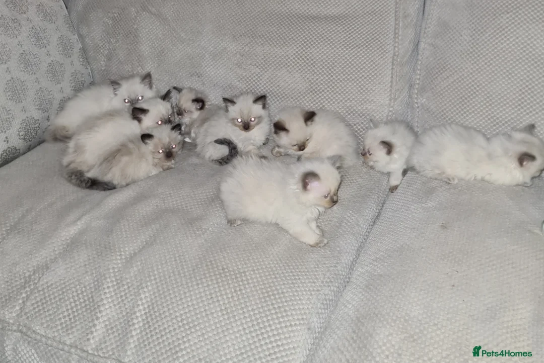 Ragdoll cats for stud: LARGE STUD (bluepoint) PROVEN in Brighouse - Advert 5