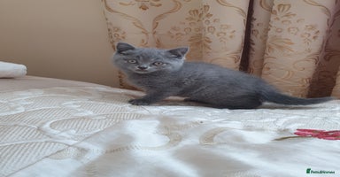 British Shorthair cats British shorthair kittens for sale   - Advert 2