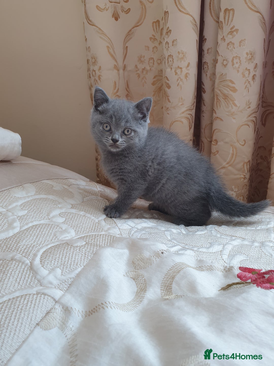 British Shorthair cats for sale: British shorthair kittens for sale   - Advert 2