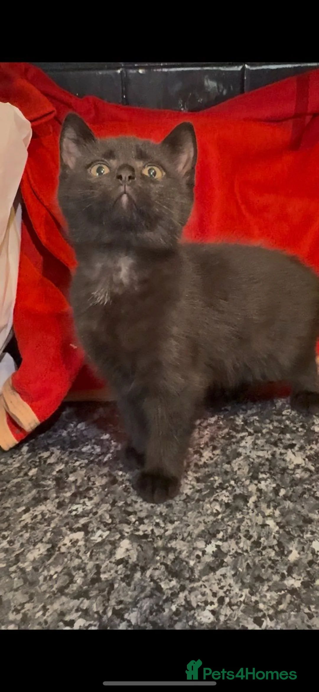 Mixed Breed cats for sale: 5 beautiful little mixed breed kittens in Gillingham - Advert 2