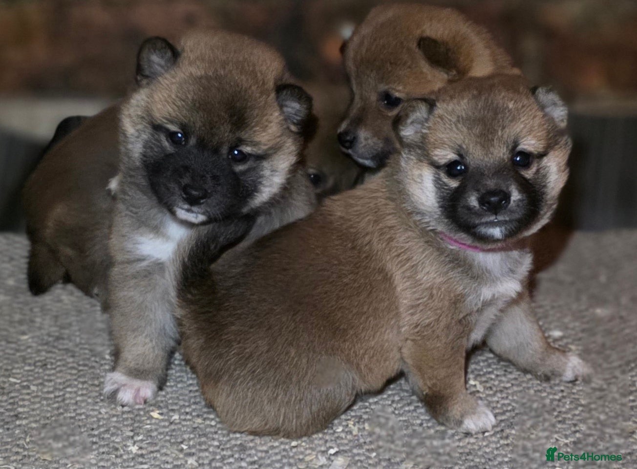 Japanese Shiba Inu dogs Beautiful Shiba puppies  - Advert 1