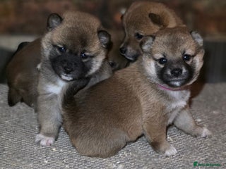 Japanese Shiba Inu dogs Beautiful Shiba puppies - Advert 17