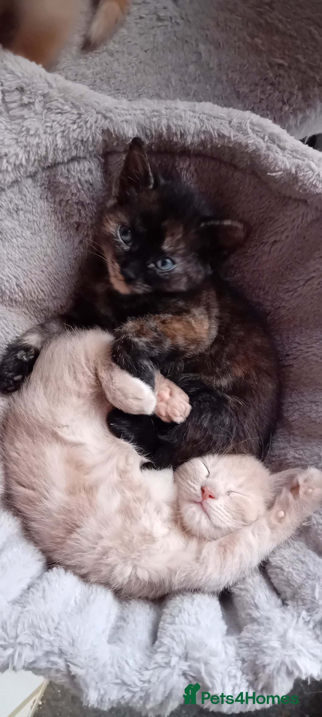 Mixed Breed cats for sale: Ginger kitten! - Advert 11