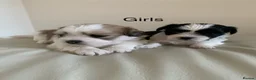 Malshi dogs for sale: Malshi puppies  - Advert 4