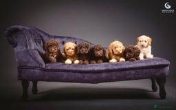 Cockapoo dogs for sale: **Ready Now**Miniature F1B Cockapoos  - Image 2