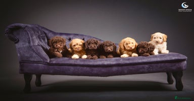 Cockapoo dogs - Advert 10