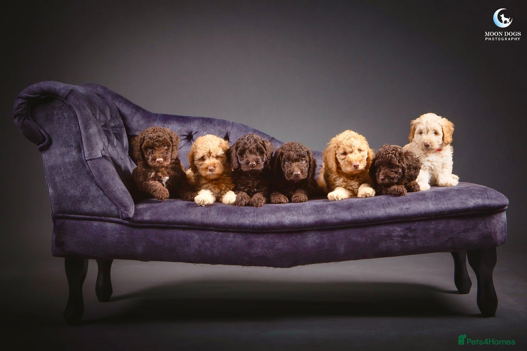 Cockapoo dogs for sale: **Ready Now**Miniature F1B Cockapoos  - Image 2