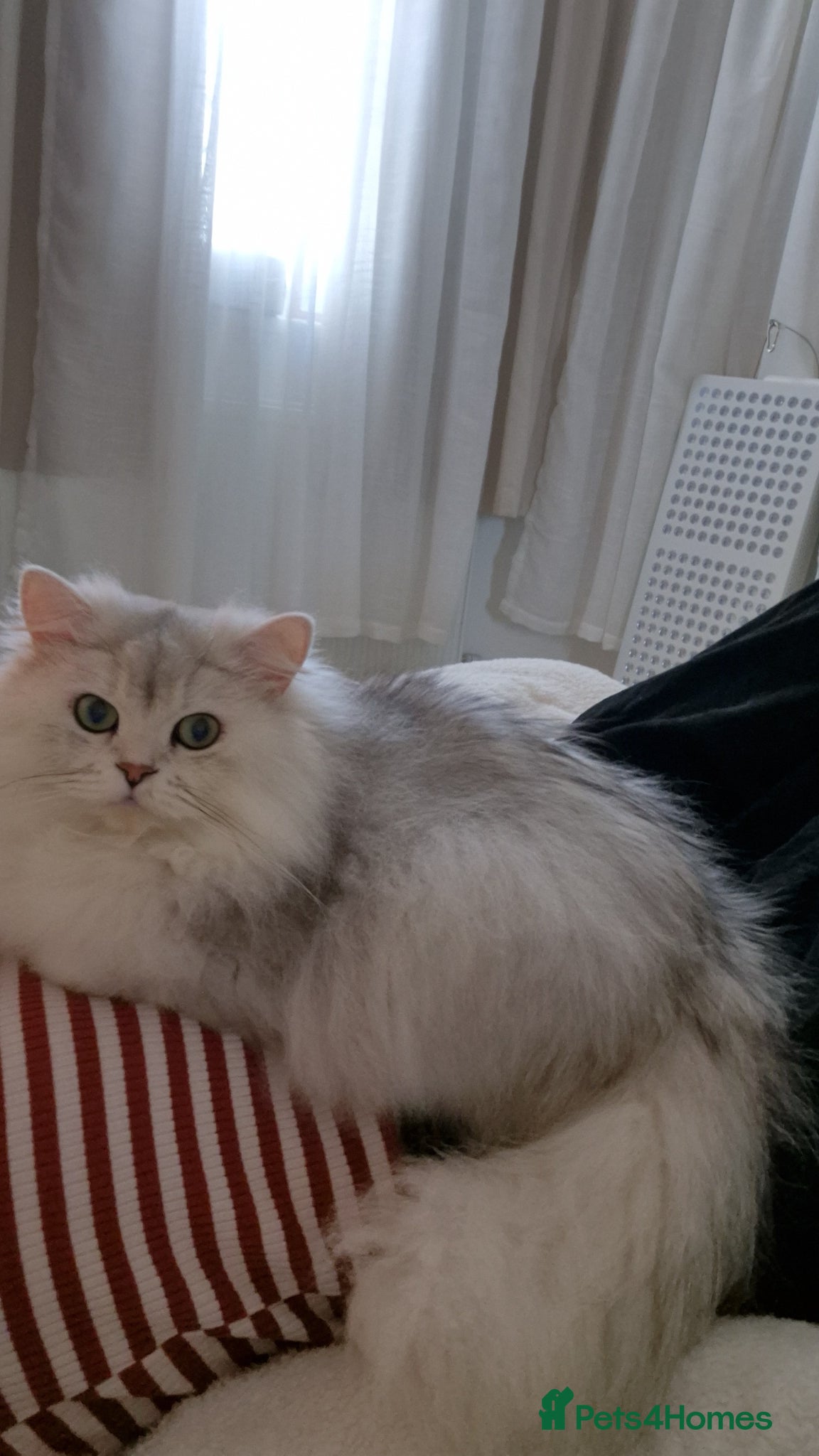British Longhair cats for sale: Loving British Longhair Sweetheart  - Advert 3