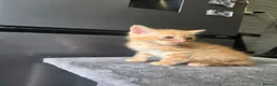 Mixed Breed cats for sale: Beautiful mixed breed kittens  in Burton-on-Trent - Advert 3