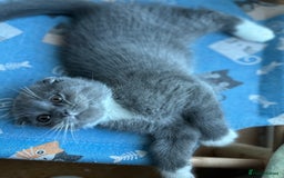 Mixed Breed cats for sale: Sweet Crossbreed Kitten Looking for a Loving Home - Image 6