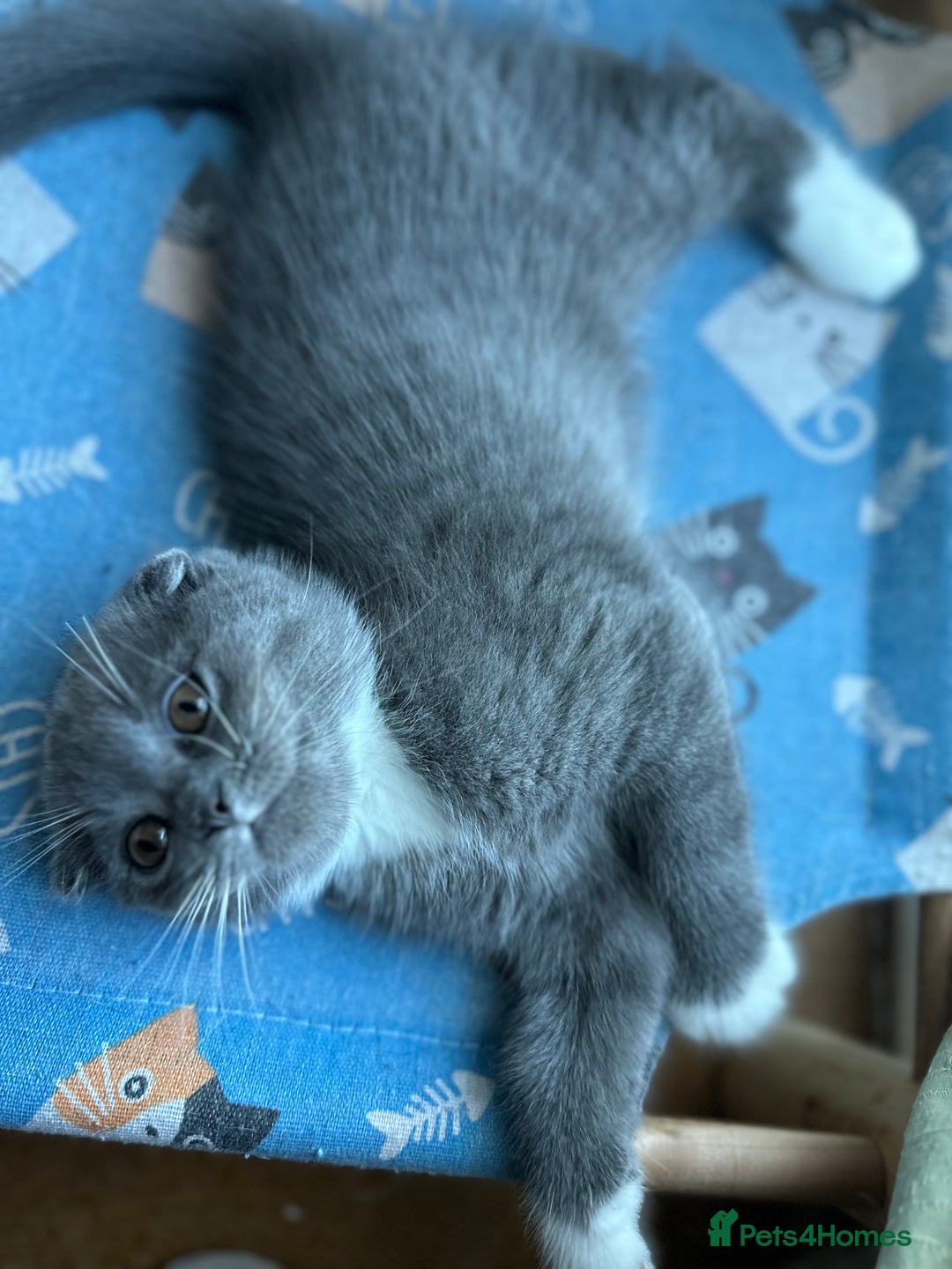 Mixed Breed cats for sale: Sweet Crossbreed Kitten Looking for a Loving Home - Image 6