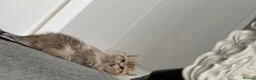 British Shorthair cats for sale: Beautiful British Shorthair Golden Shaded kittens in Derby - Advert 6