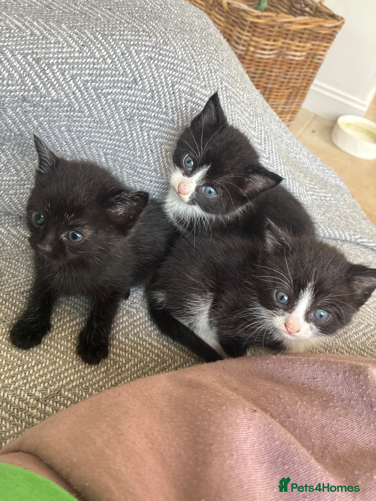Mixed Breed cats Beautiful girl kittens  - Advert 1