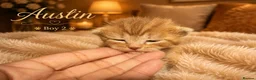 Norwegian Forest Cat cats for sale: 3 beautiful boys raised in family home  - Advert 5