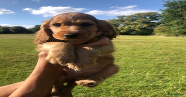 Cocker Spaniel dogs - Advert 14