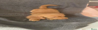 Dachshund 1