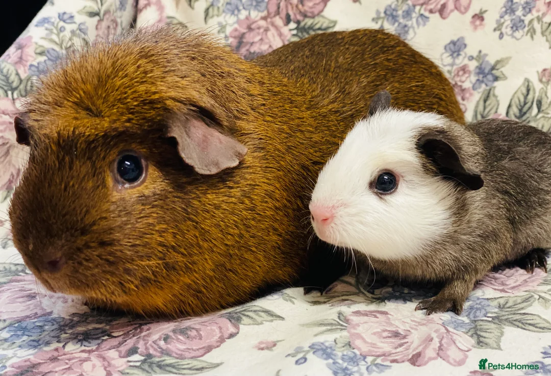 Guinea Pig rodents for sale: Pretty mix of male guineapig babies and youngsters - Advert 2