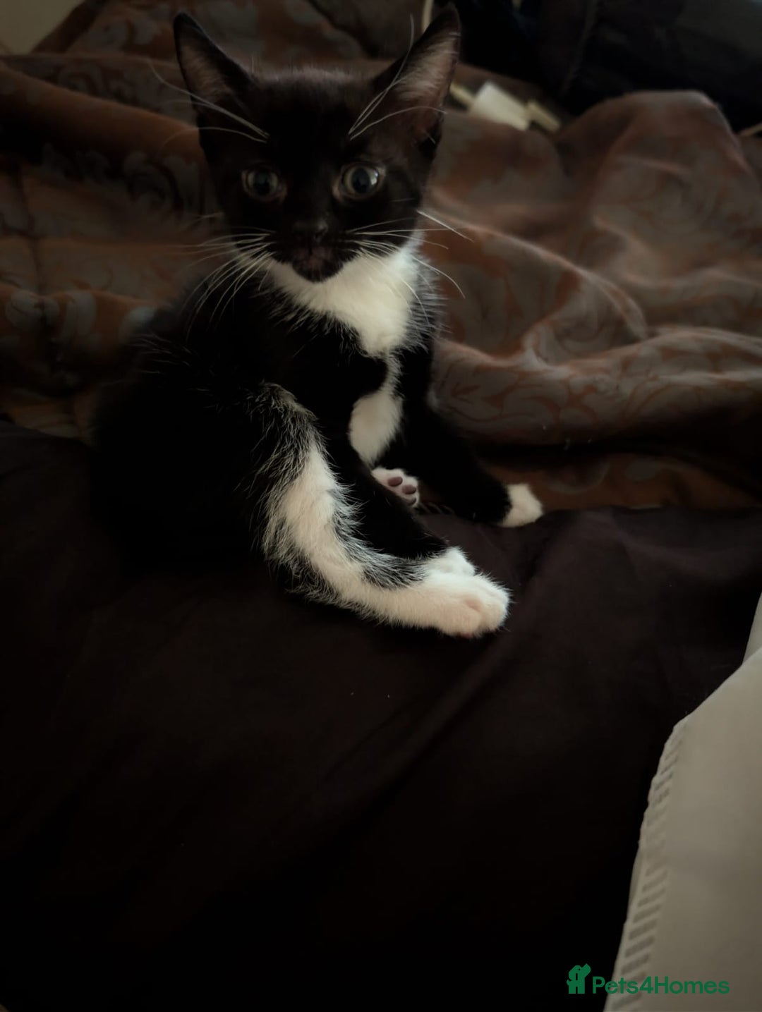 British Shorthair cats for sale: 2 male kittens ready for their new home - Advert 1