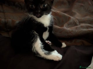 British Shorthair cats 2 male kittens ready for their new home - Advert 1