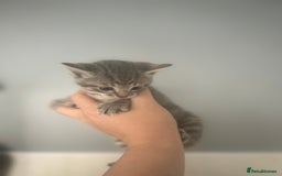Mixed Breed cats for sale: 5 lovely playful kittens available  - Image 4