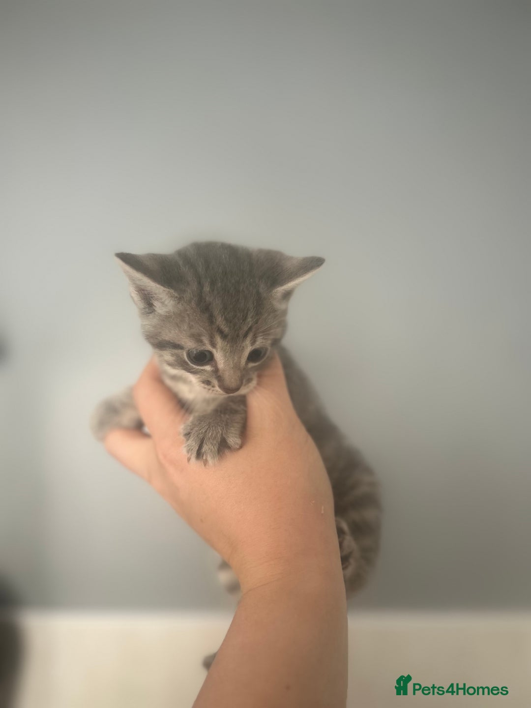 Mixed Breed cats for sale: 5 lovely playful kittens available  - Image 4