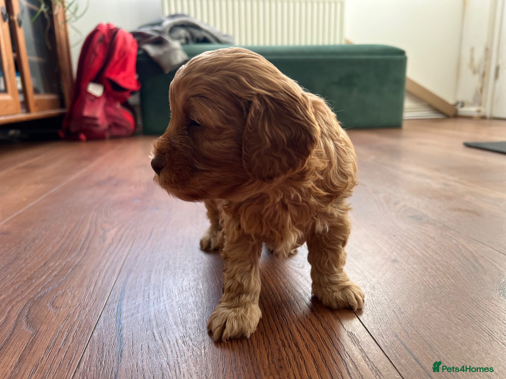 Cockapoo dogs for sale: Beautiful Cockapoo* Toy Poodle Puppies  - Advert 1