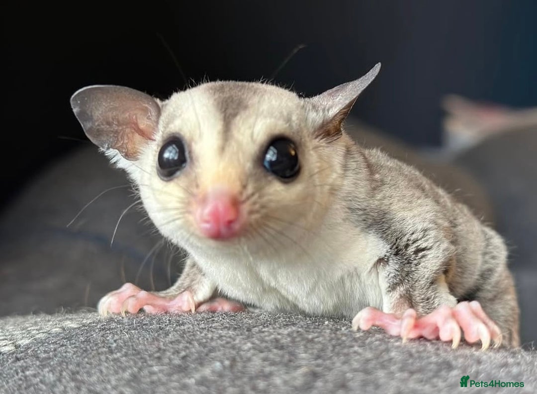 Sugar Glider rodents for sale: Sugar Gliders available to suitable homes - Advert 13